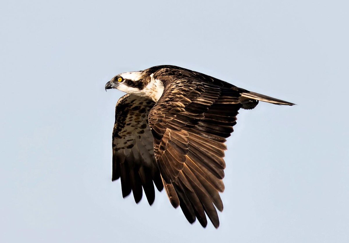 bahkard's tweet photo. Balık Kartalı, Pandion haliaetus,                                                                           Western Osprey. Balık kartalı, monotipik balık kartalıgiller familyasından balıkla beslenen yırtıcı bir kuş türü. İri, uzun kanatlı, suya dalarak avlanan bir avcıdır. Kavak deltası/ Çanakkale 2025                                                                      
#balıkkartalı #kavakdeltası #çanakkale #bird #birdphotography