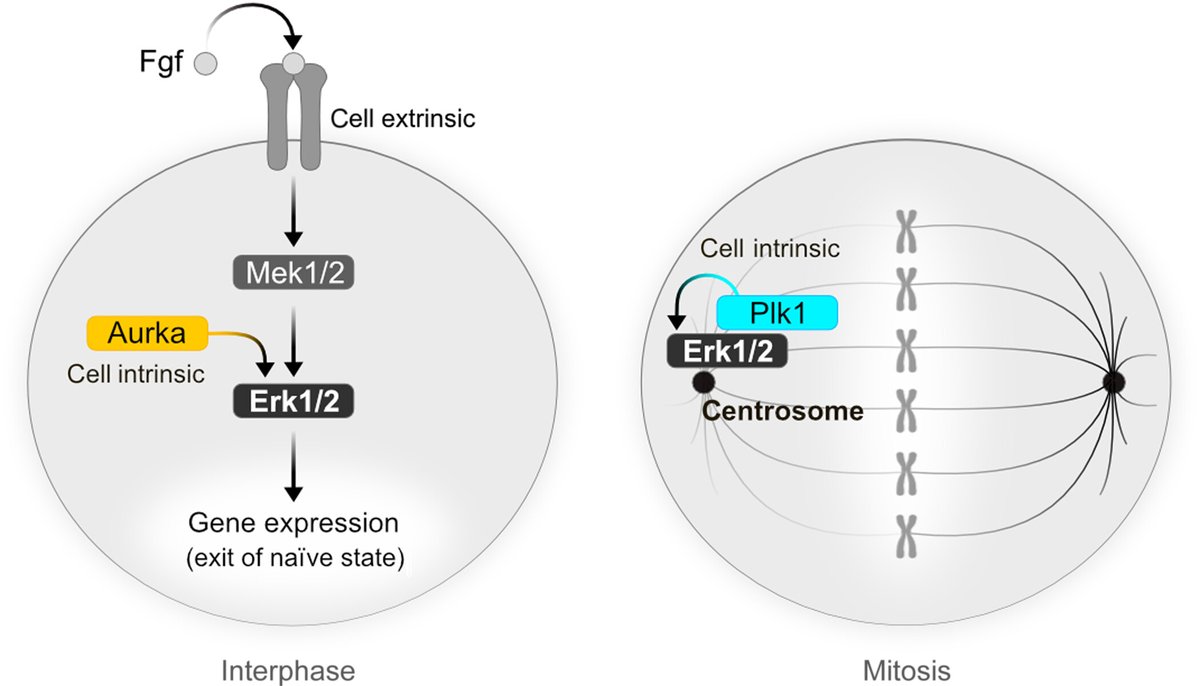 Bedzhov lab / Embryonic Self-Organization tweet media