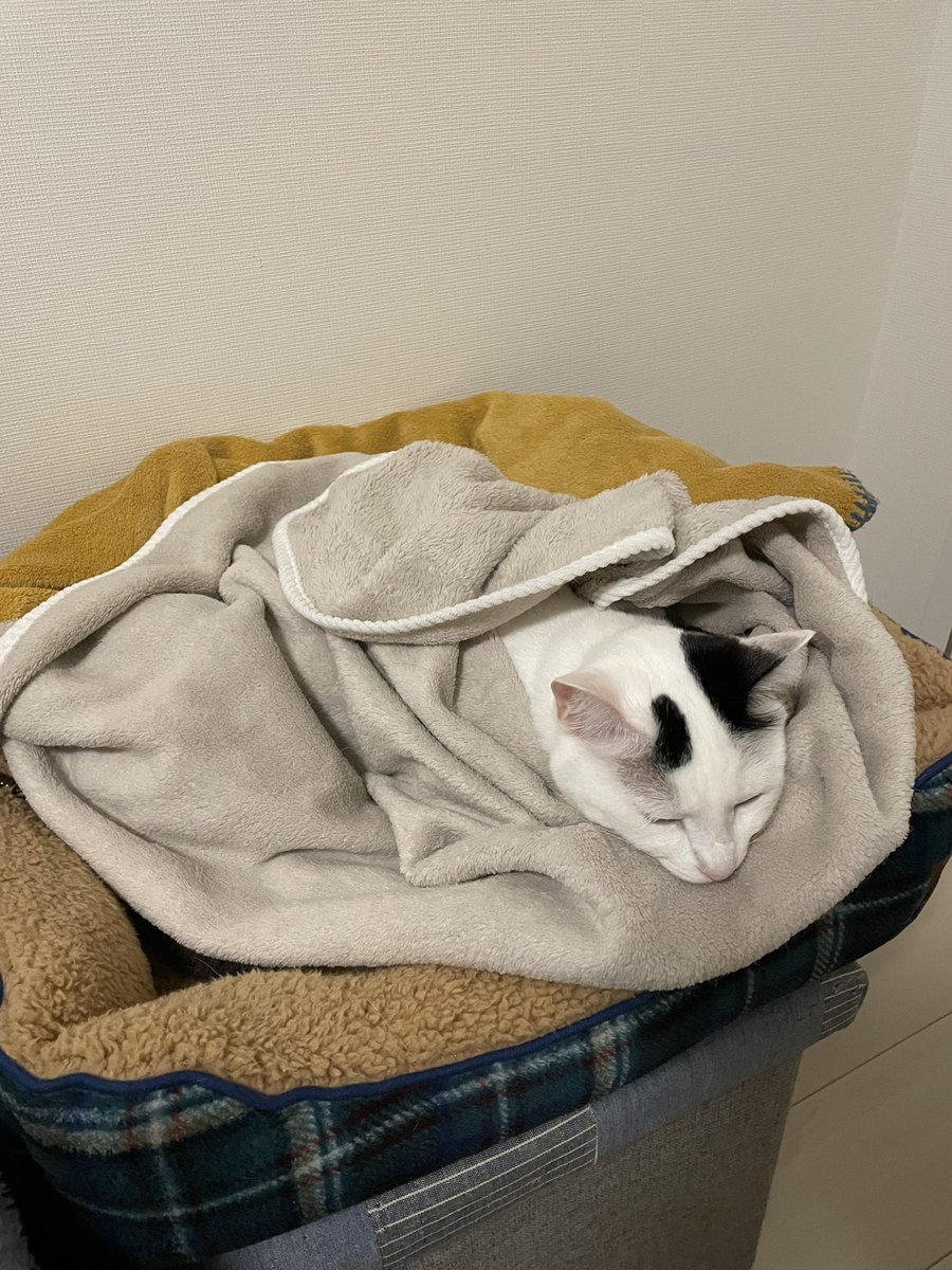 最近のでんち。夜は冷えるので冬用ベッドにヒーター入れて毛布2枚で包んでいます。