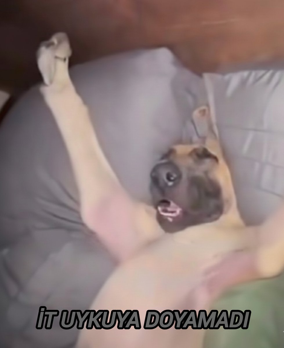 🧞‍♀️ (@selinraven) on Twitter photo 