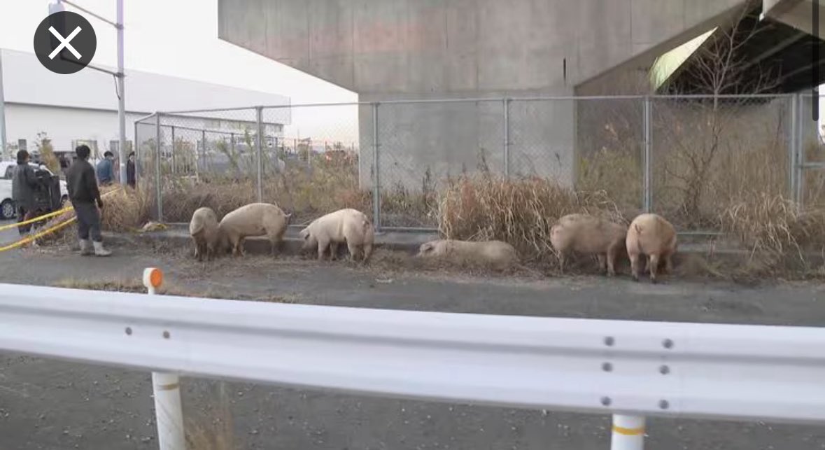 ブタ10頭以上逃走って、めっちゃ寛いでますやん