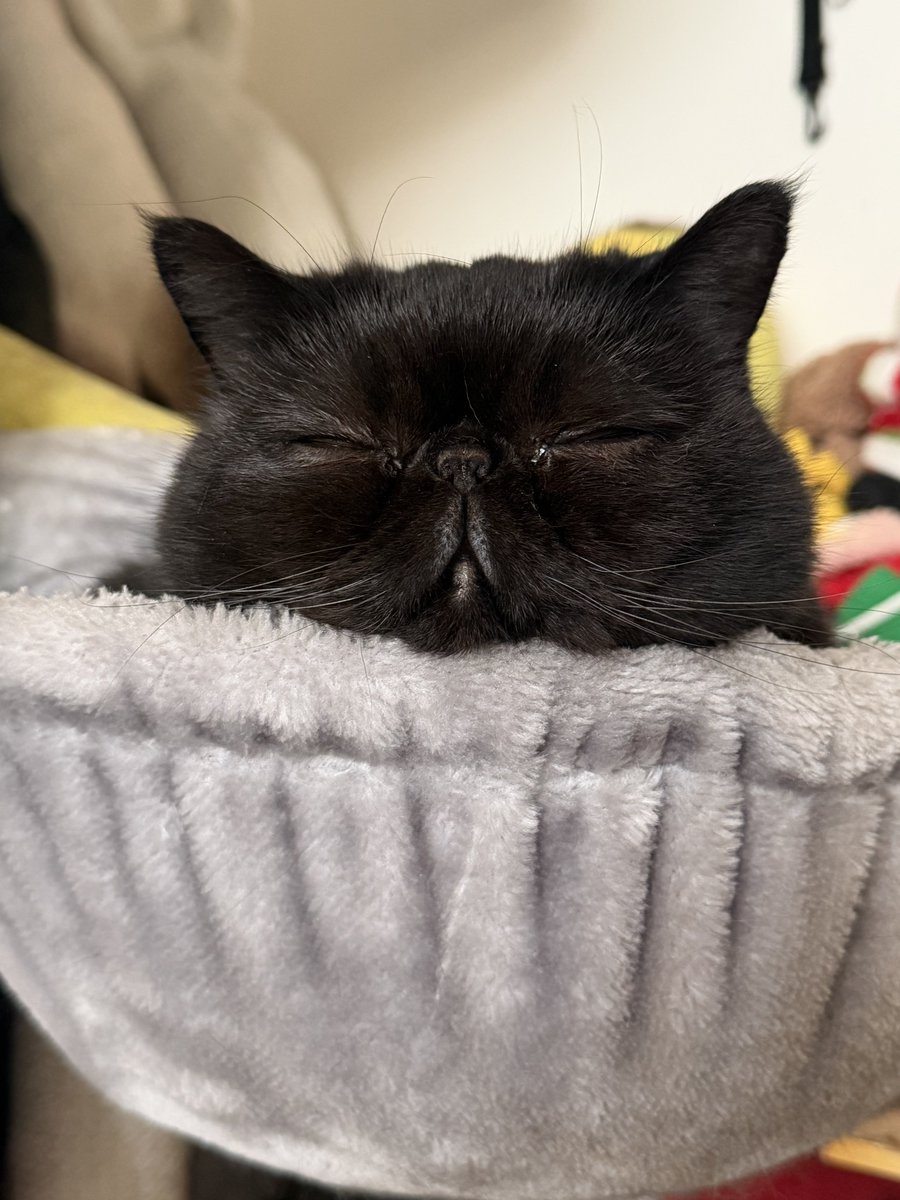 しぃちゃん (@shi_chan347) / Posts / X