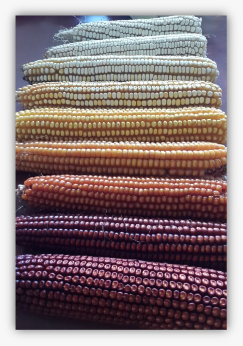 Rabbimin yardımlarına şükürler olsun.  Yerli ve milli tohum çalışmaları