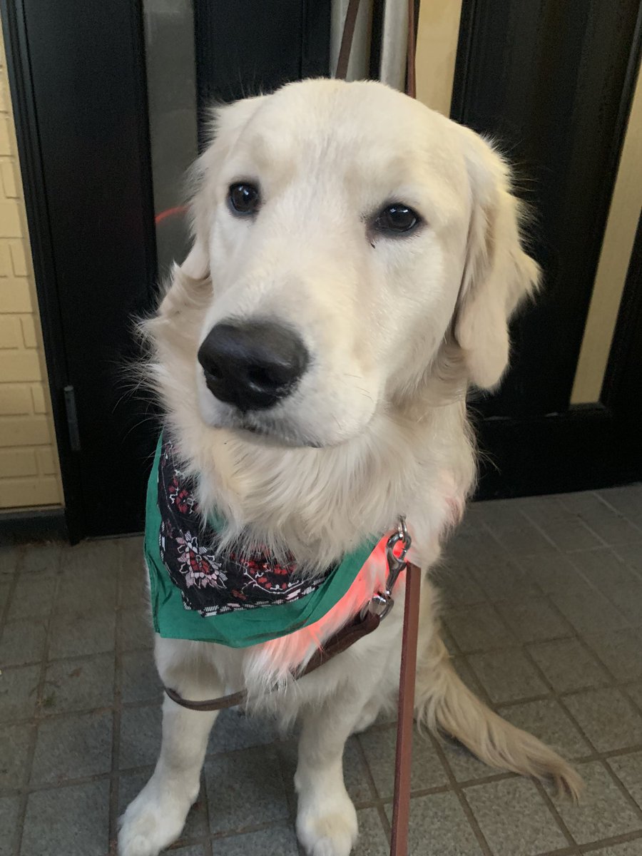 三連休最終日の夕散歩は、1回目2匹で、2回目はハッピーと行きました❣️
アンディの散歩嫌いと速さ🥲
老犬ハッピーの身体を考えると何よりハッピーペースでロング散歩することが長生きの薬💊なので、膝がキツイですが夕散歩だけ頑張ります😅
ハッピーは今日も良い顔してくれました🩷
#秘密結社老犬倶楽部