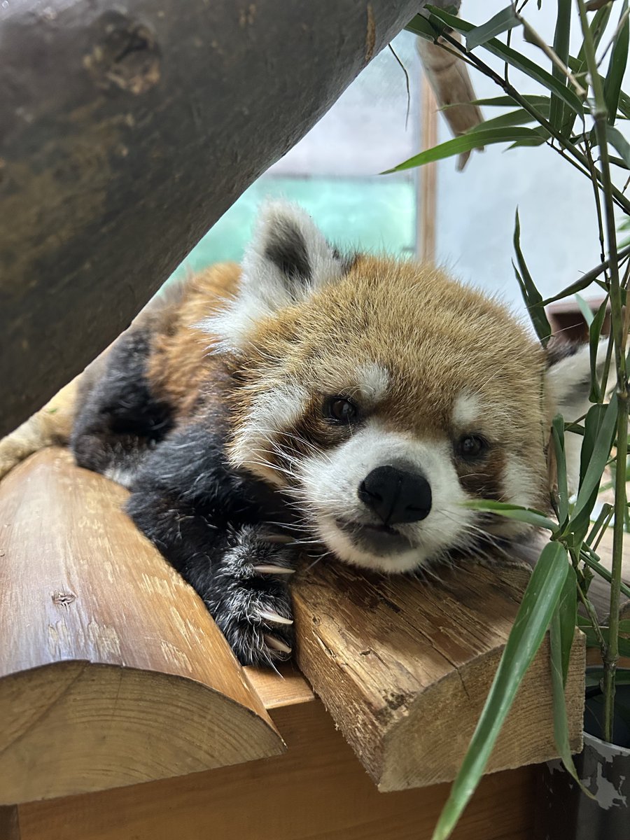 長崎バイオパーク公式 tweet media