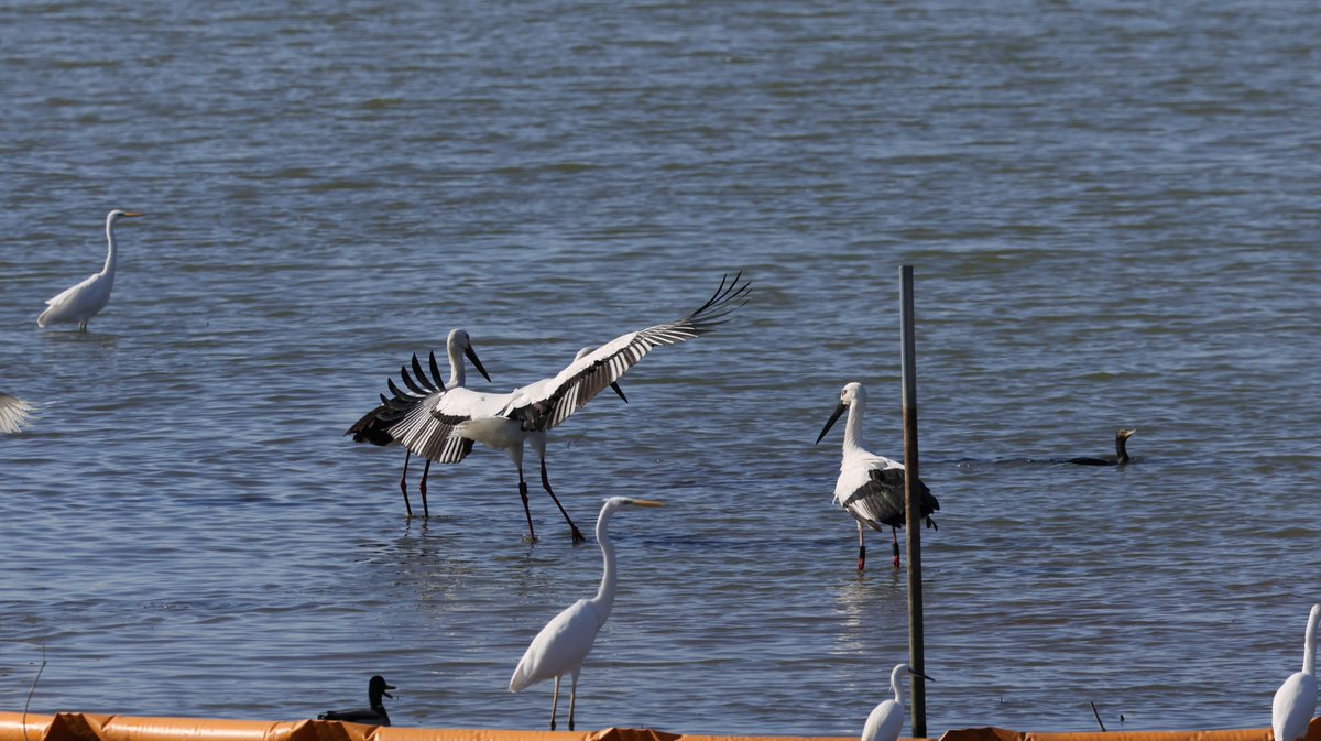 hunaho0274's tweet image. 260112 神戸市西区岩岡町 某池 コウノトリ 7羽

#J0621
#J0698
#J0711
#J0767

足環なし1
不明 2羽

CANON EOS R5 + RF100-500mm f4.5-7.1 l is usm +5Ax2

#5Ax #兵庫県 #こうのとり #コウノトリ #鸛 #岩岡町