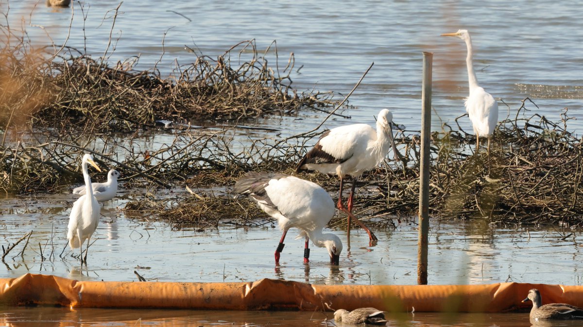 hunaho0274's tweet image. 260112 神戸市西区岩岡町 某池 コウノトリ 7羽

#J0621
#J0698
#J0711
#J0767

足環なし1
不明 2羽

CANON EOS R5 + RF100-500mm f4.5-7.1 l is usm +5Ax2

#5Ax #兵庫県 #こうのとり #コウノトリ #鸛 #岩岡町