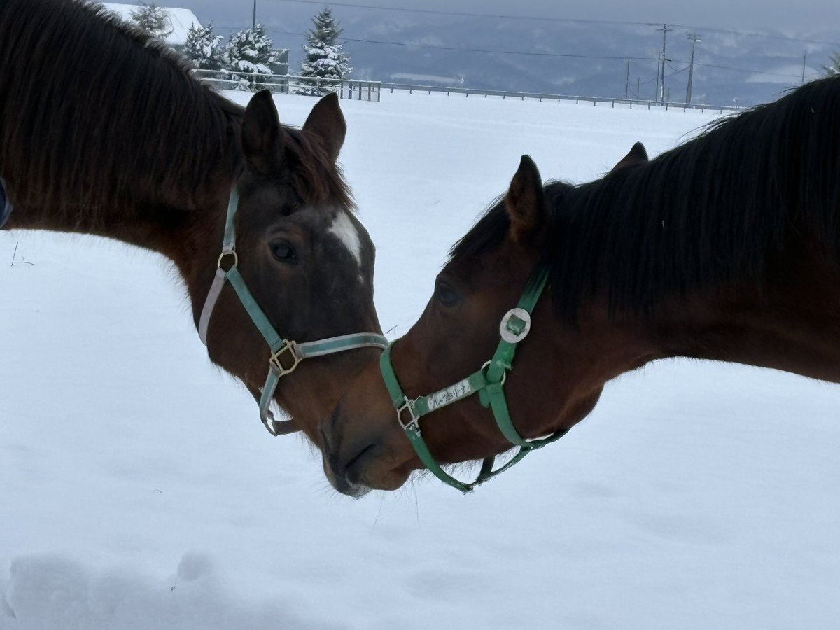 本日は新馬戦の2着に悶絶しました。

最近、ドーベル姐さんに新しい馬着を🎁プレゼントしました。

・厚手の冬馬着
（ライアンのお下がり）
・内馬着
（最近かわいいチェックの馬着をプレゼント）
🆕薄手の防水機能の高い馬着

の、3枚を使い分けています。