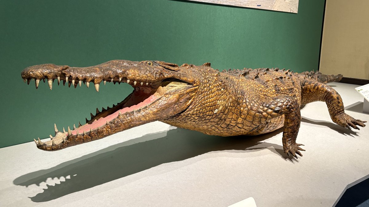 3mを超える巨大シャムワニの頭骨