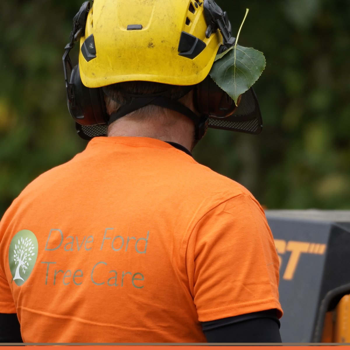 Dave Ford Tree Care tweet media