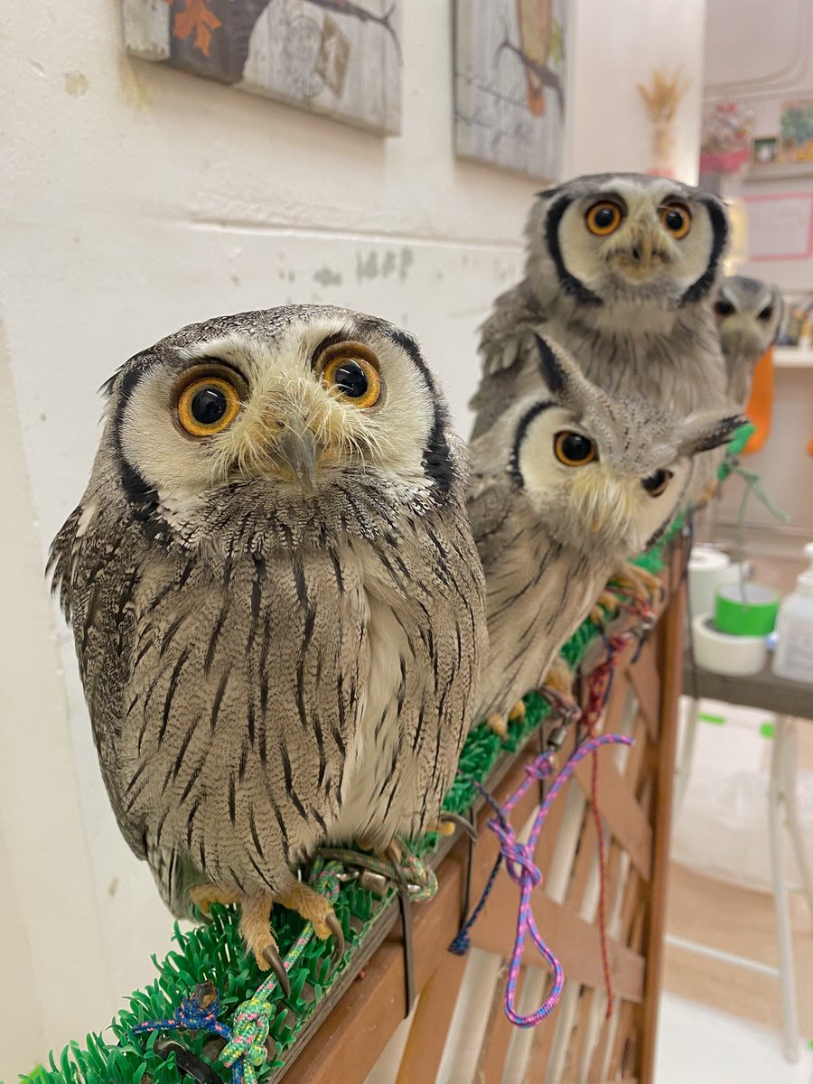 こんばんは😊 3連休お仕事頑張ったちびちゃんたち🦉💕 今週もご来店