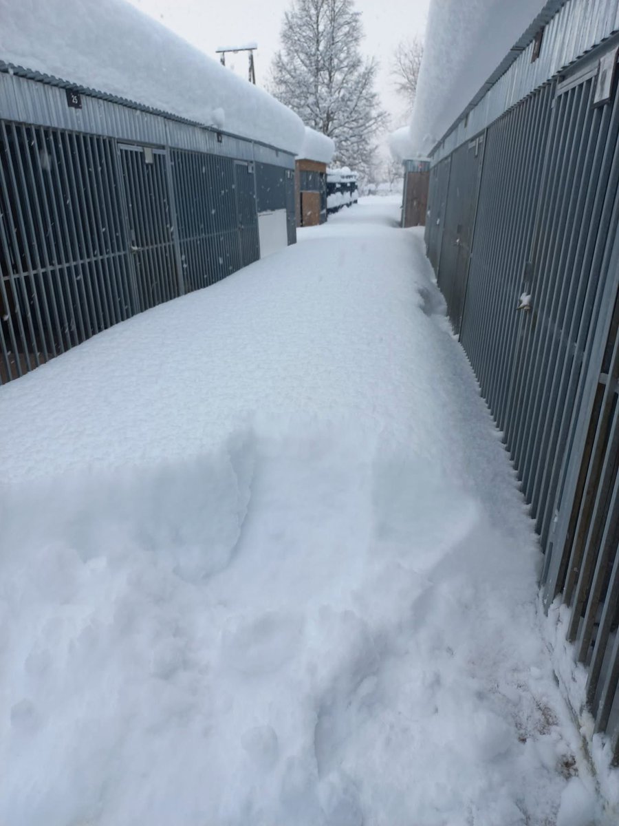 WAŻNE! PSY POD ŚNIEGIEM. POMOC POTRZEBNA NATYCHMIAST🙏

W Nasze Psiaki - Schronisko Krynica-Zdrój spadło dziś 70 cm śniegu.
Psy są tam cały czas, a warunki z godziny na godzinę stają się coraz trudniejsze.

Pilnie potrzebne są ręce do pracy, żeby jak najszybciej odśnieżyć teren i