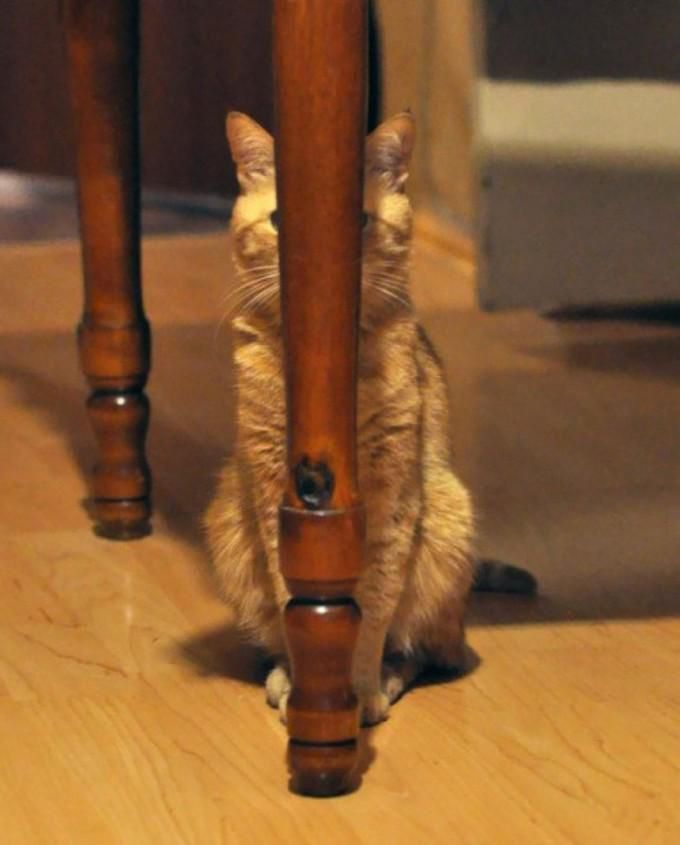 ElaineRemains's tweet image. #kitteh hide and go seek