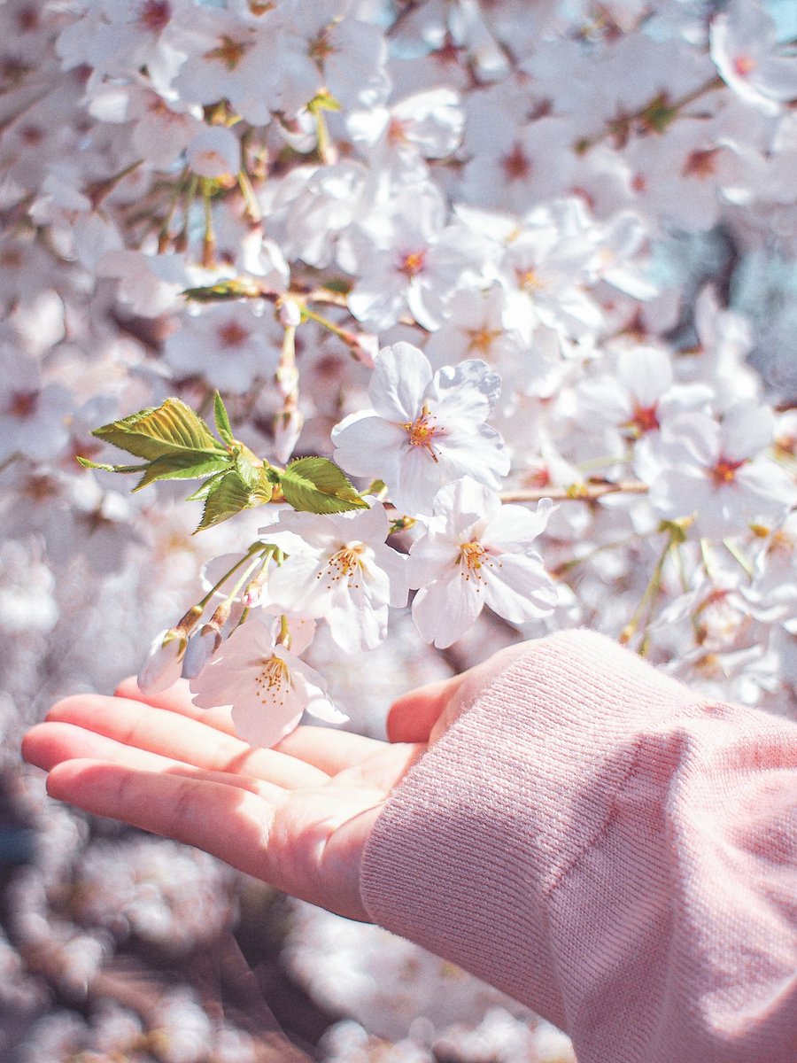 桜のような君でした。