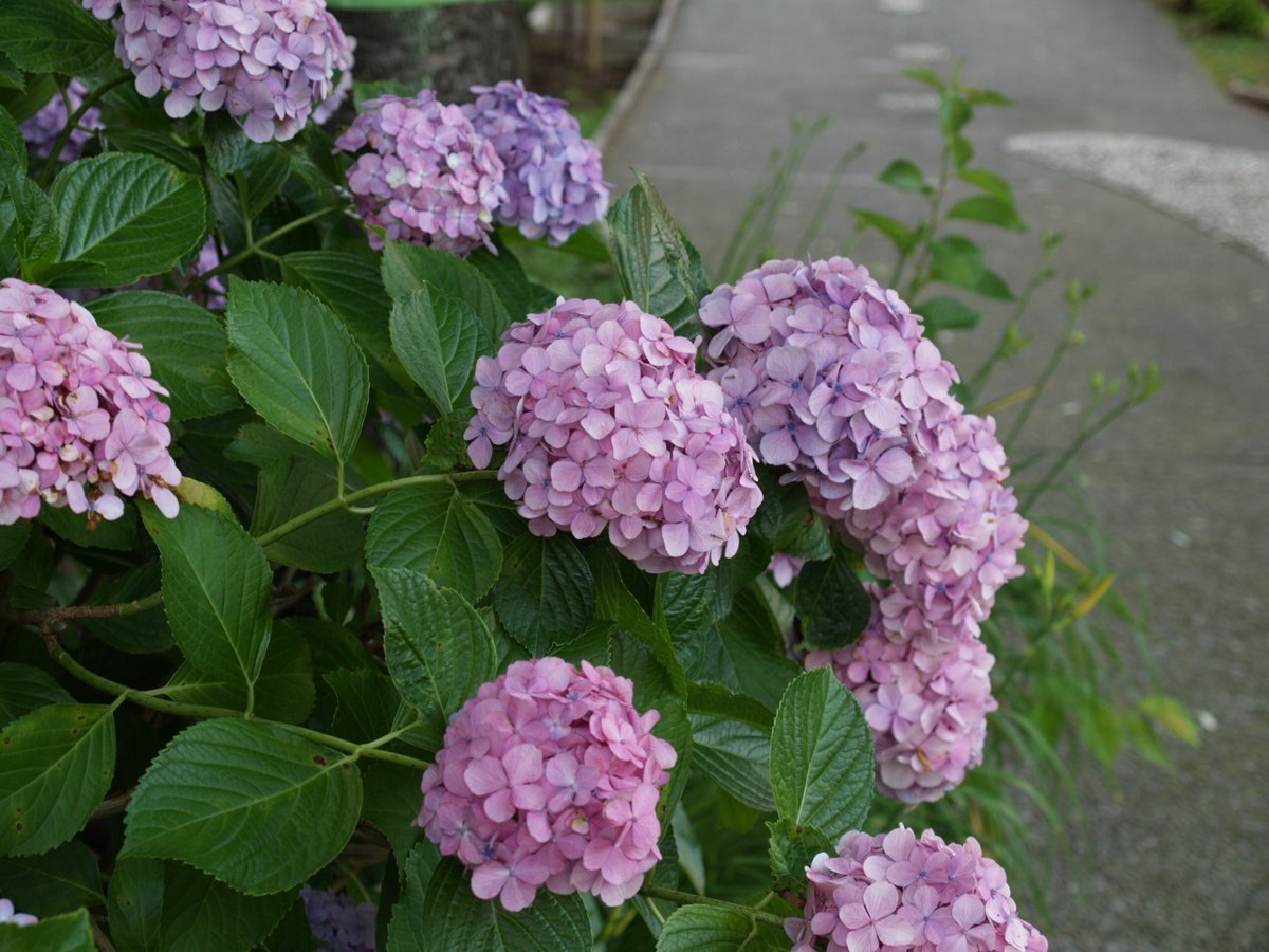 OLYMPUS E-1 (2003年発売）のjpeg 確か500万画素機だっけ