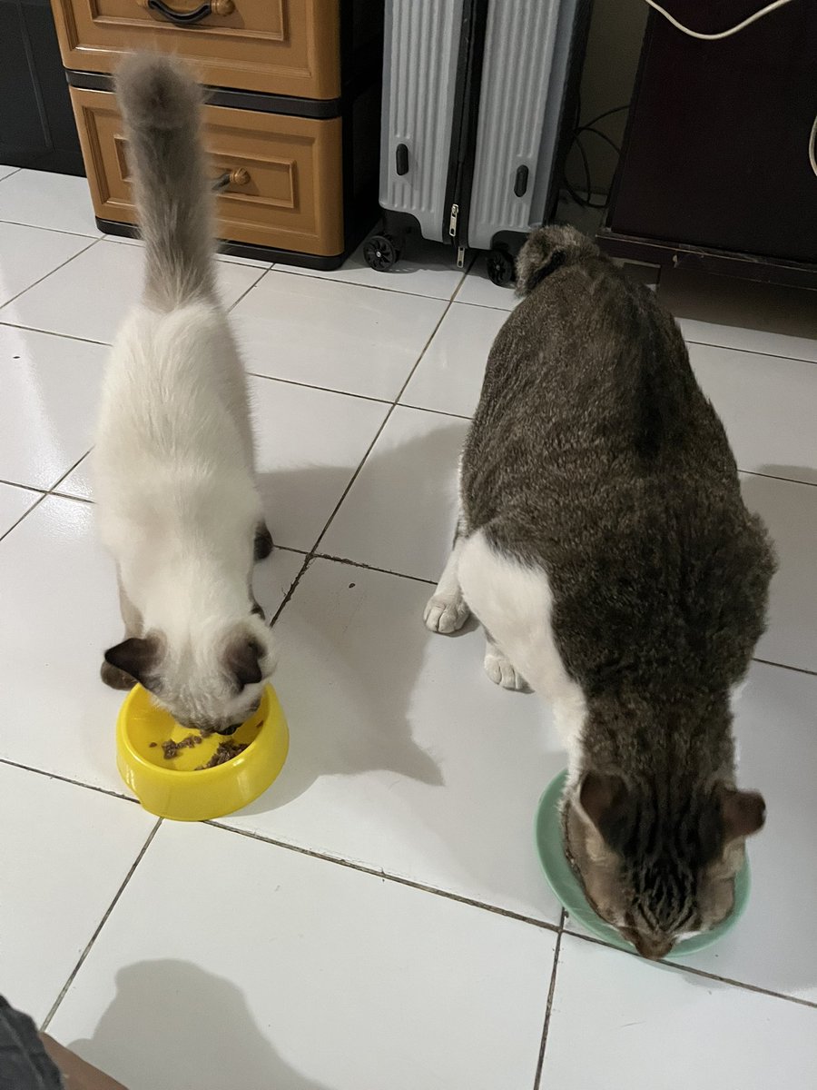 helppppp ak diserbu😮‍💨