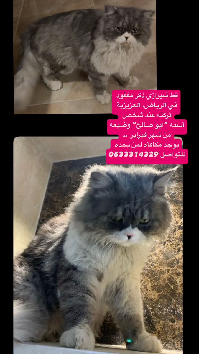 Animal_rescue0's tweet photo. #مفقود #قطط #الرياض https://t.co/D1VLe5EMSA