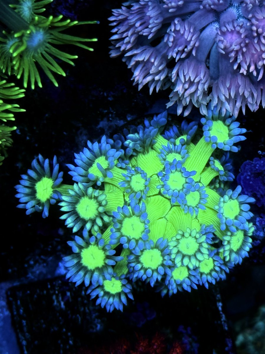 FISH UPのグラフテッドハナガサ🪸✨
青でグラフは見ないですね🪸✨
てゆうか軸の発色もすごい✨🪸
<a href="/FISHUP2024/">FISH UP</a>