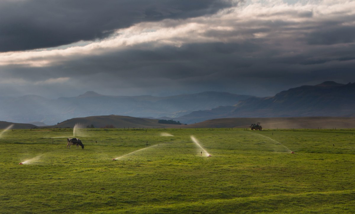 “Farming is a profession of hope.” – Brett Brian
 drakensberg.org
📷 Anita Bester
#SouthernDrakensberg #kwazulunatal #kzn #kznlife #kwazulunataltourism #southafrica #wowsouthafrica #menseselense #countrylife #travellikealocalza #AboutSouthAfrica #gottaluvkzn #dokzn