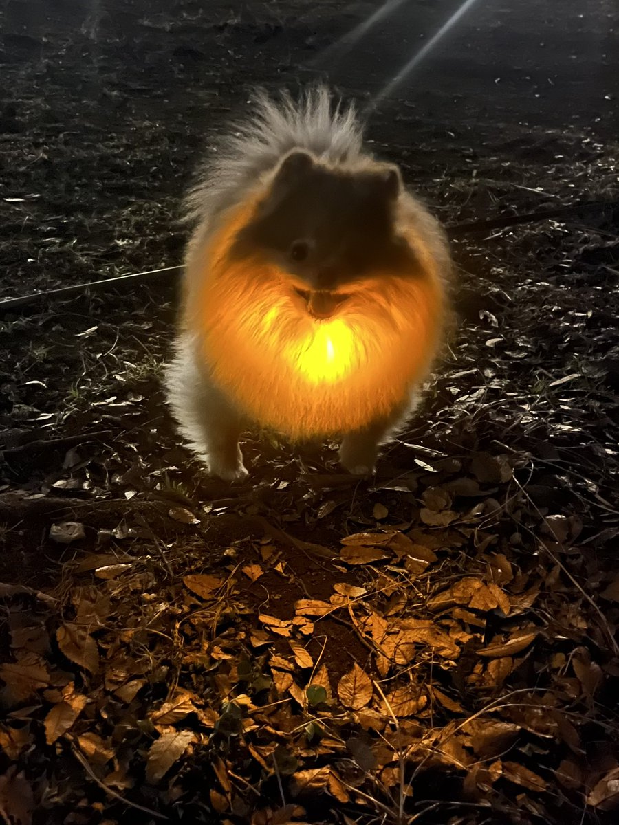 おポメのこむぎくん tweet media