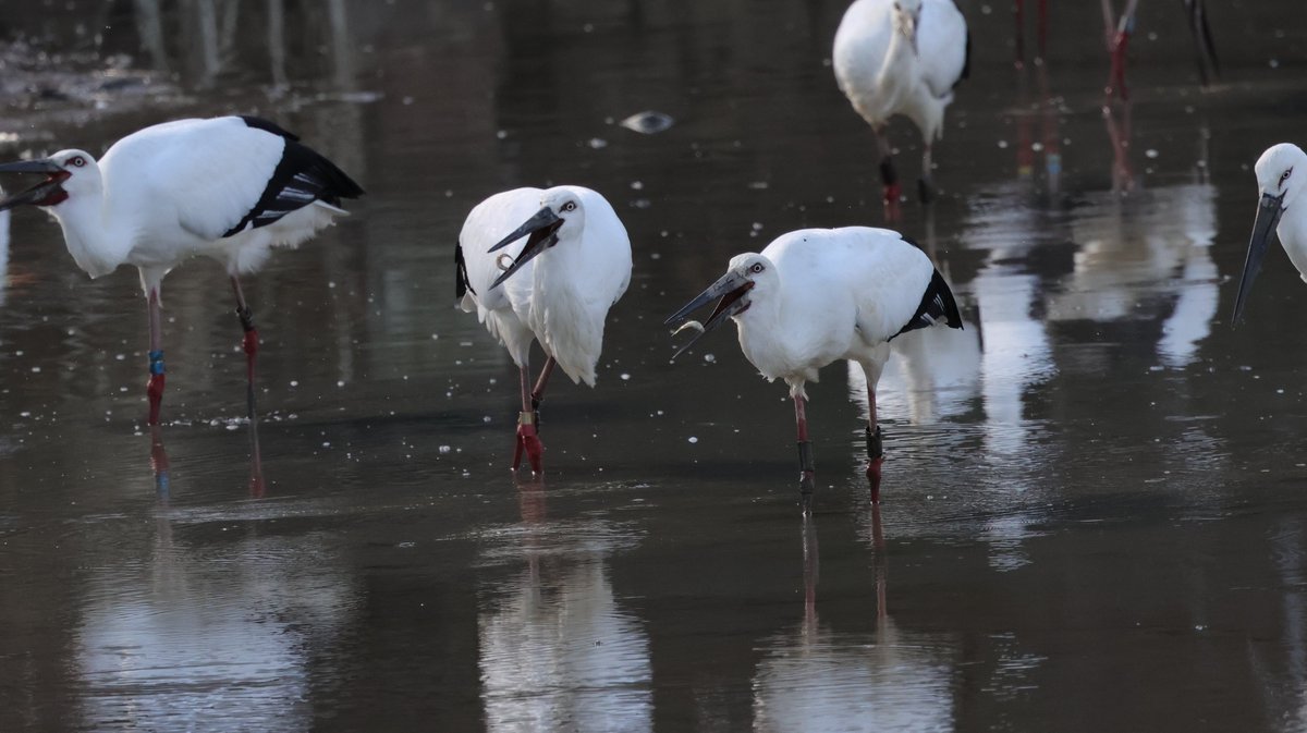 hunaho0274's tweet image. 260112 加西市 古墳池 コウノトリ 27羽

#J0195
#J0383
#J0386
#J0419
#J0462
#J0450
#J0491
#J0530
#J0637
#J0712
#J0758
#J0762
#J0771
#J0785
#J0791
#J0785
#J0847
#J0866
#J0908
#J0947
不明7羽

EOS R5 + RF100-500mm f4.5-7.1 l is usm +5Ax2
#5Ax #兵庫県 #こうのとり #コウノトリ #鸛 #加西市