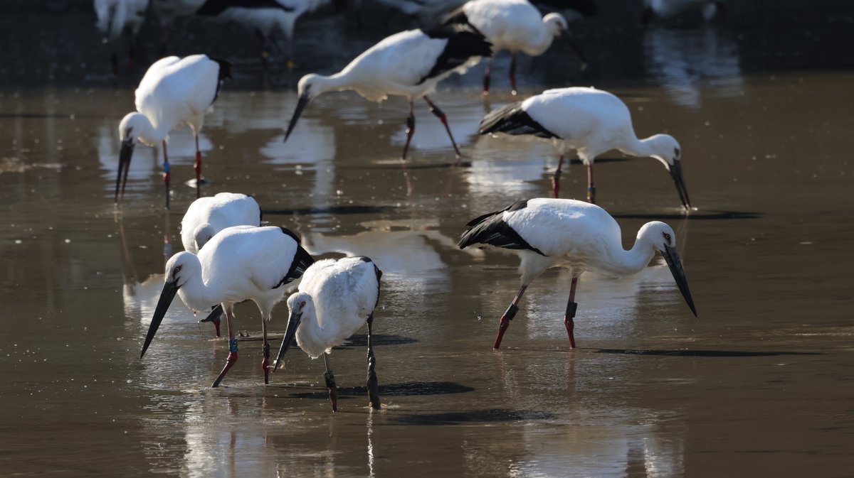 hunaho0274's tweet image. 260112 加西市 古墳池 コウノトリ 27羽

#J0195
#J0383
#J0386
#J0419
#J0462
#J0450
#J0491
#J0530
#J0637
#J0712
#J0758
#J0762
#J0771
#J0785
#J0791
#J0785
#J0847
#J0866
#J0908
#J0947
不明7羽

EOS R5 + RF100-500mm f4.5-7.1 l is usm +5Ax2
#5Ax #兵庫県 #こうのとり #コウノトリ #鸛 #加西市