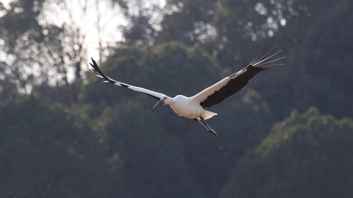 hunaho0274's tweet image. 260112 加西市 古墳池 コウノトリ 27羽

#J0195
#J0383
#J0386
#J0419
#J0462
#J0450
#J0491
#J0530
#J0637
#J0712
#J0758
#J0762
#J0771
#J0785
#J0791
#J0785
#J0847
#J0866
#J0908
#J0947
不明7羽

EOS R5 + RF100-500mm f4.5-7.1 l is usm +5Ax2
#5Ax #兵庫県 #こうのとり #コウノトリ #鸛 #加西市