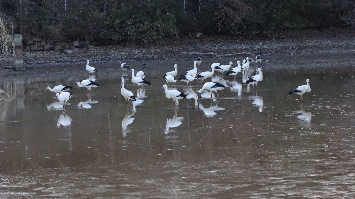 hunaho0274's tweet image. 260112 加西市 古墳池 コウノトリ 27羽

#J0195
#J0383
#J0386
#J0419
#J0462
#J0450
#J0491
#J0530
#J0637
#J0712
#J0758
#J0762
#J0771
#J0785
#J0791
#J0785
#J0847
#J0866
#J0908
#J0947
不明7羽

EOS R5 + RF100-500mm f4.5-7.1 l is usm +5Ax2
#5Ax #兵庫県 #こうのとり #コウノトリ #鸛 #加西市