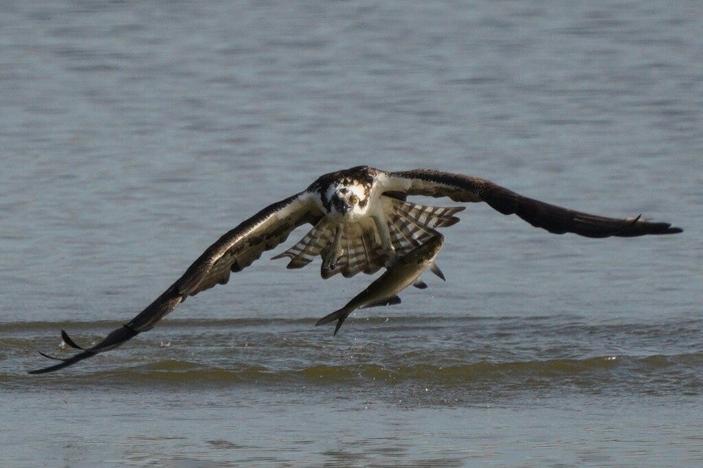 Protect Our Birds tweet media