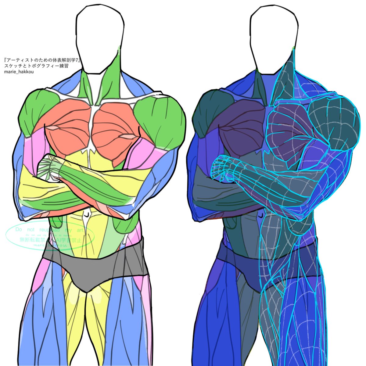 marie_hakkou's tweet image. 筋肉色分けとトポグラフィー図
スケッチです