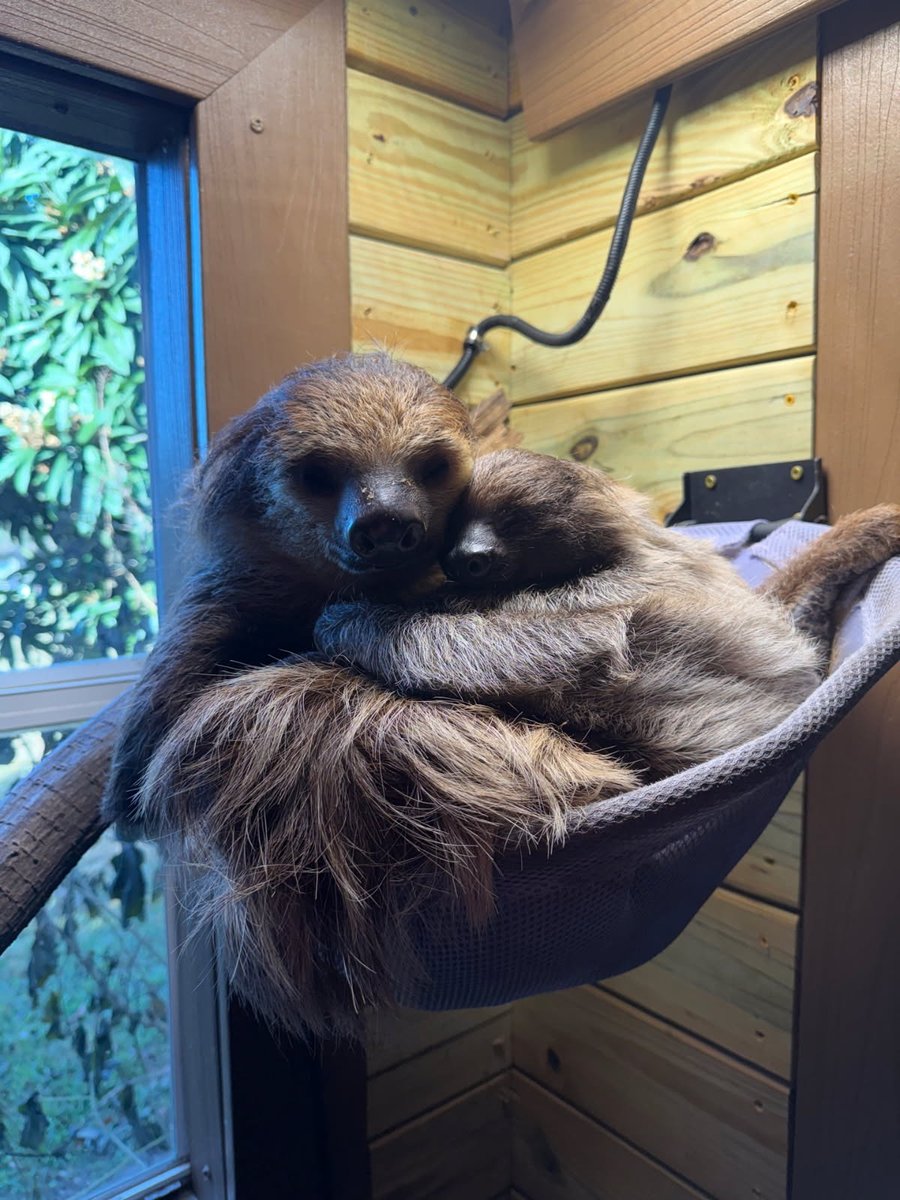 Depending on the species, baby sloths stay with mom for 6 months–2 years before heading out on their own 🦥 They inherit part of her home range—and even her taste in leaves. Multiple sloths can share the same area without competing for food or space.