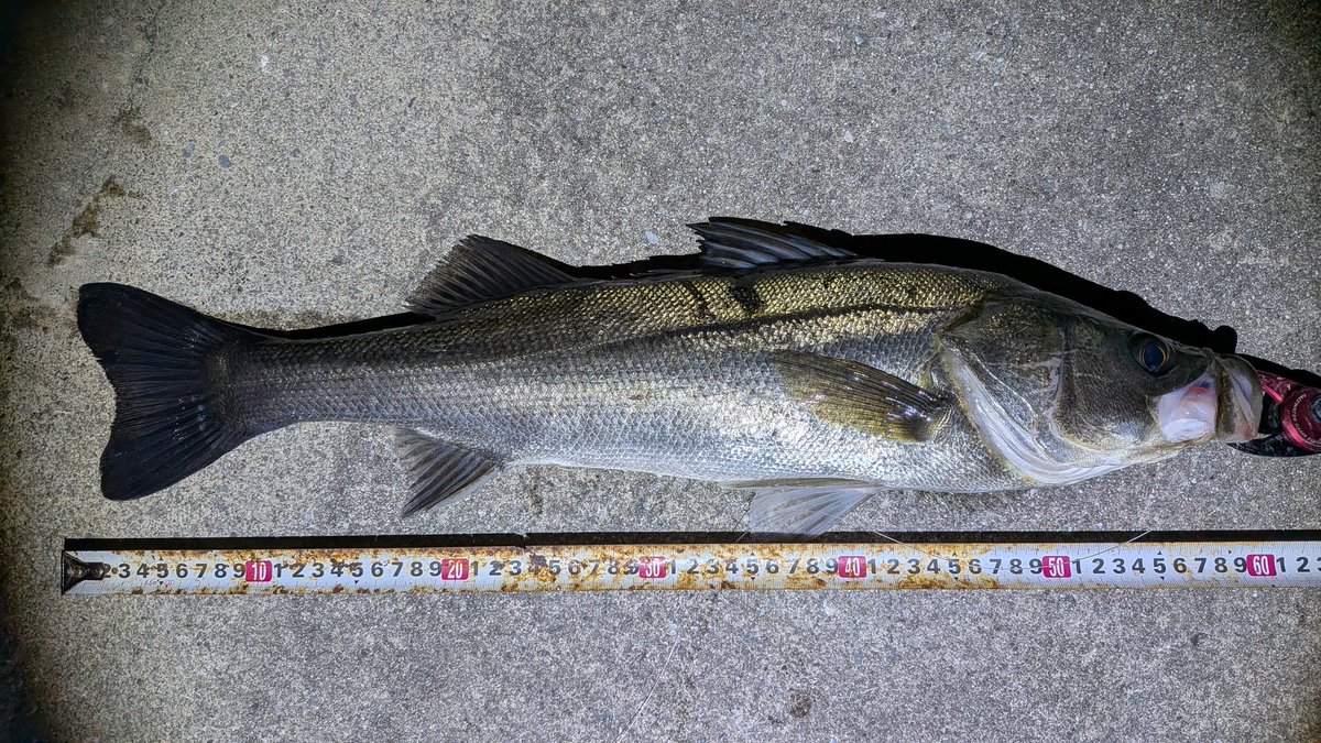 nagaya_pta's tweet photo. 55cm〜59cm4本と50以下2本の計6本シーバス！！結局、ワーム以外で釣る事が出来なかった💦 https://t.co/Whw15Gq9JD