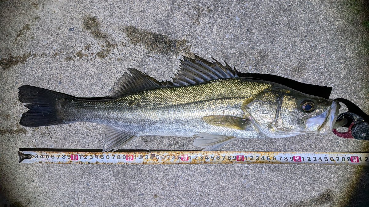 nagaya_pta's tweet photo. 55cm〜59cm4本と50以下2本の計6本シーバス！！結局、ワーム以外で釣る事が出来なかった💦 https://t.co/Whw15Gq9JD
