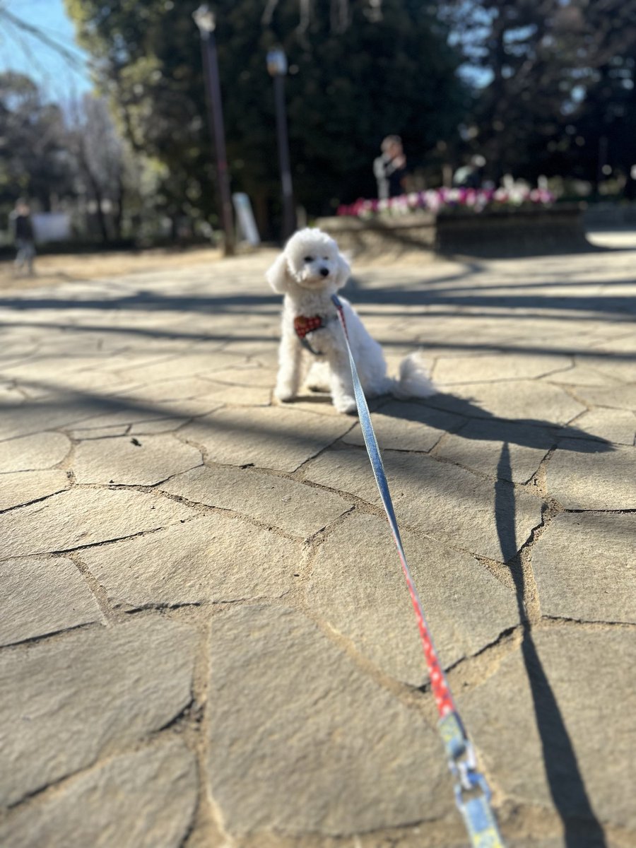 rfx_d's tweet photo. 散歩に 今日は暖かい☀️  #犬好きさんと繋がりたい  #トイプードル #ぐらたんの冒険 https://t.co/QPME07vagn