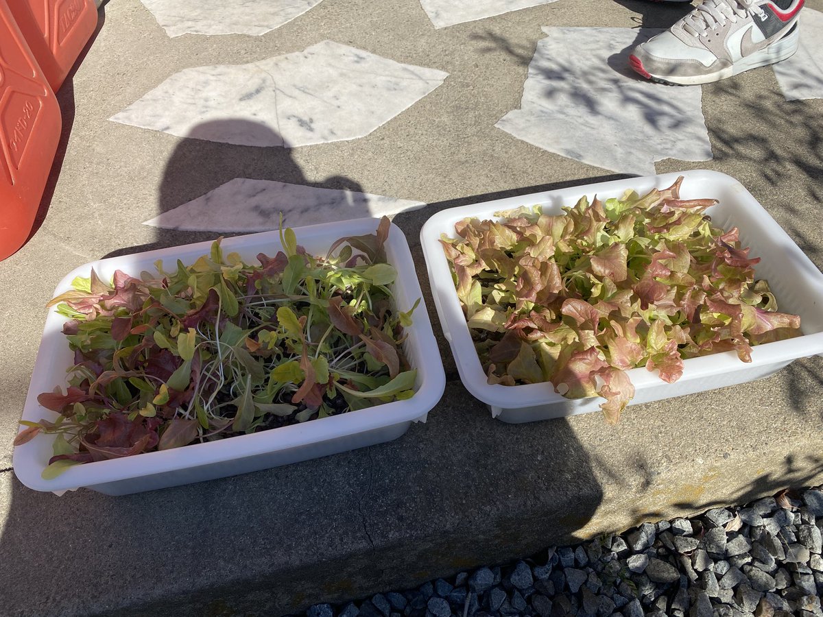 cureshachiku's tweet photo. レタスの水耕栽培始めて2ヶ月くらいで全然育たないんやけどどうしたらいいんやこれ https://t.co/ExUsoNrNhc