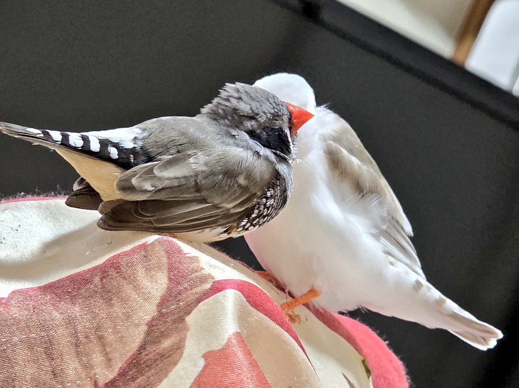 あのね…ウンウン ひそひそ話 #zebrafinch #キンカチョウ