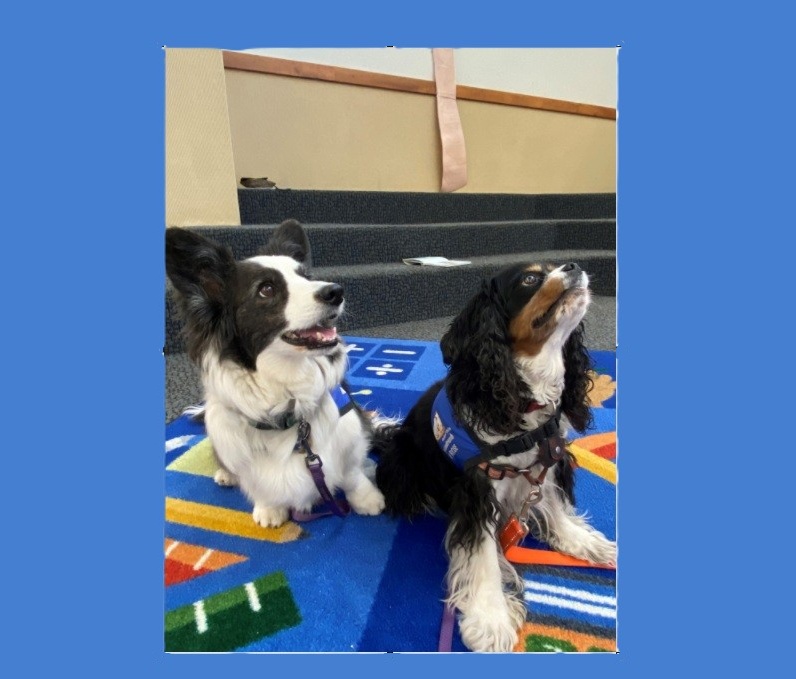 sfpl's tweet photo. This weekend at Southside!
#PawsAndPages
#SouthsideLibrary Children's Room Steps
Saturday, January 17, 2026
11:30am–12:30pm
Early school age children may practice reading aloud to a friendly therapy dog from the @SFAnimalShelter Pet Outreach Program! https://t.co/rJsj5gxyVt
