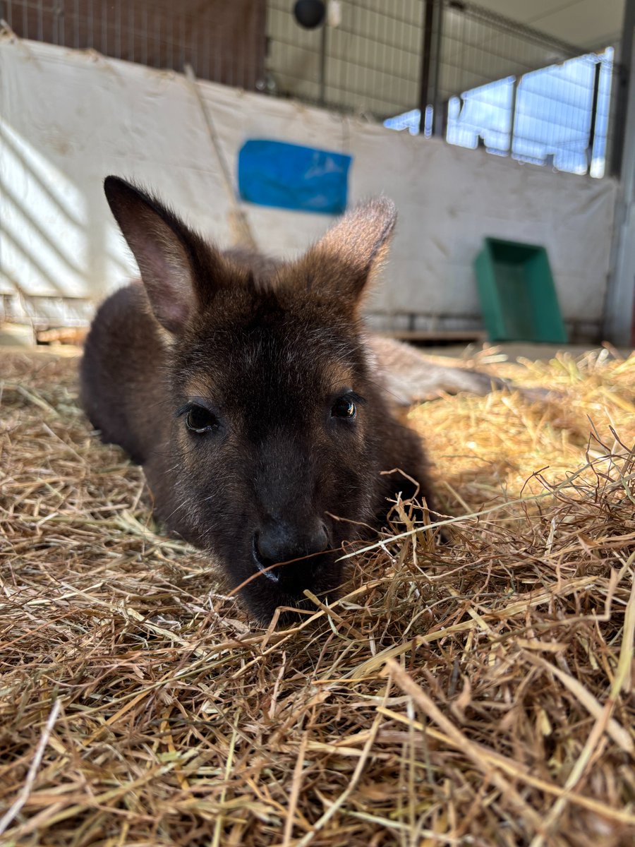 satsukiyama_zoo's tweet image. 寒い日に、部屋の日当たりがいい場所で日向ぼっこする
カノン🦘（♀）

#五月山動物園 
＃ワラビー
＃ベネットアカクビワラビー