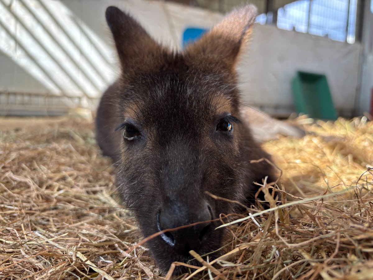 satsukiyama_zoo's tweet image. 寒い日に、部屋の日当たりがいい場所で日向ぼっこする
カノン🦘（♀）

#五月山動物園 
＃ワラビー
＃ベネットアカクビワラビー