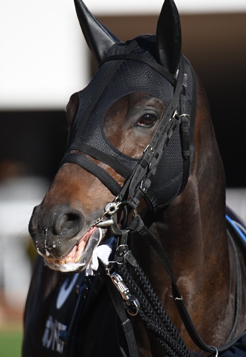 く*ろ様 競走馬　スペシャルウィーク　無口 スペシャルウィークの血族を応援する会 (@specialweeklove) / Posts / X