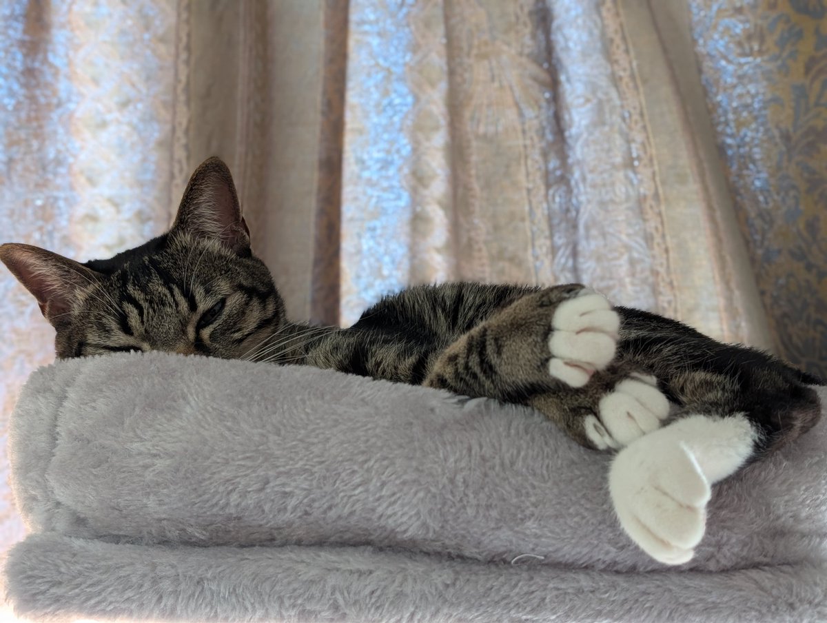 この場所は猫たちに人気で日替わりで寝てます。今日はステラが勝利したようです
