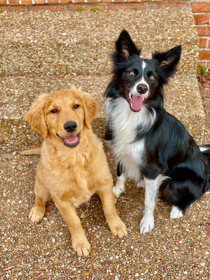 Tweet of Animals (@tweetofanimals1) on Twitter photo 