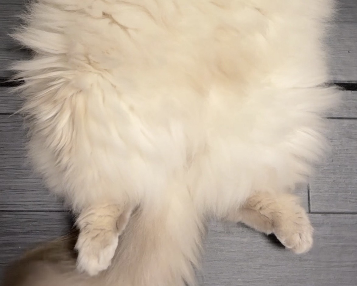 新機能でいれぶんを無限に伸ばすことができると聞いて…！
タップしてみて！伸びてる？