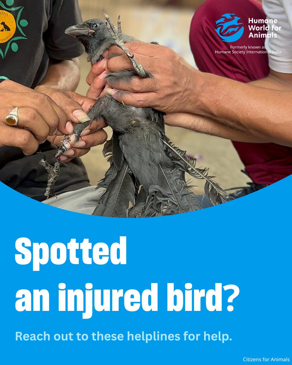 Humane World for Animals India tweet media