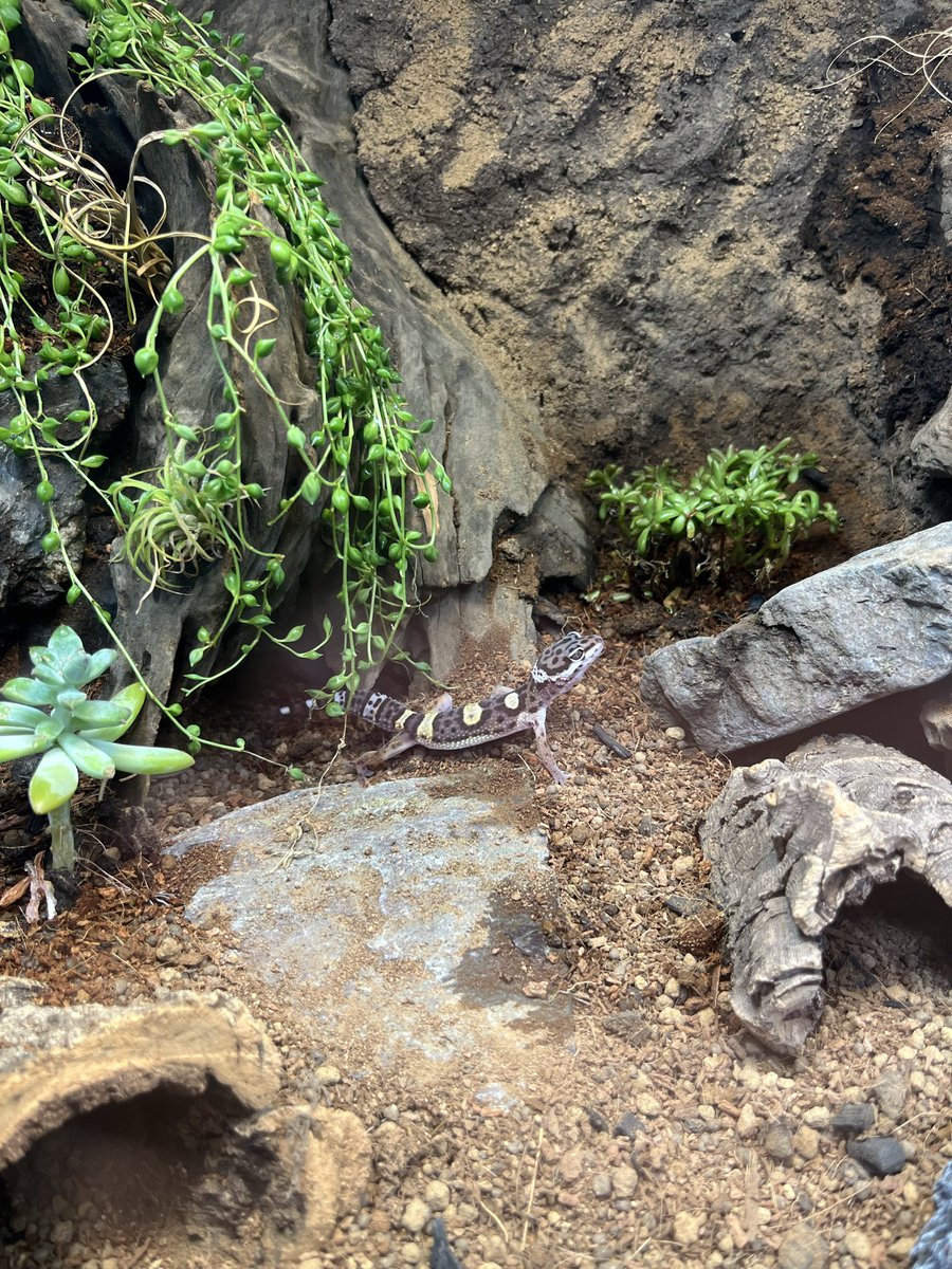 じゃすお tweet media