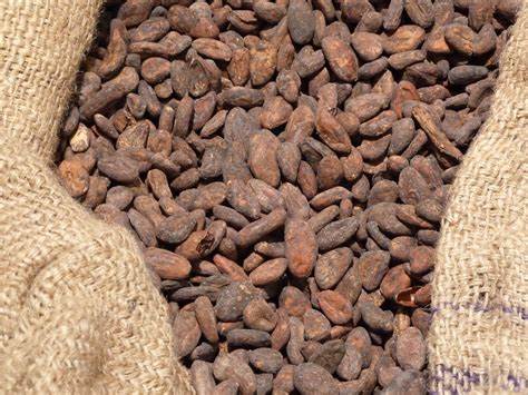 AgroExpott's tweet photo. We supply export-grade Nigerian cocoa beans and cashew nuts, carefully sourced, graded, and prepared to meet international standards. https://t.co/woHcda946X