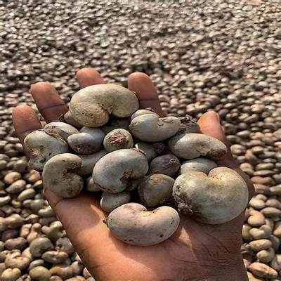 AgroExpott's tweet photo. We supply export-grade Nigerian cocoa beans and cashew nuts, carefully sourced, graded, and prepared to meet international standards. https://t.co/woHcda946X