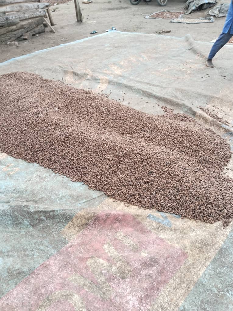 AgroExpott's tweet photo. We supply export-grade Nigerian cocoa beans and cashew nuts, carefully sourced, graded, and prepared to meet international standards. https://t.co/woHcda946X
