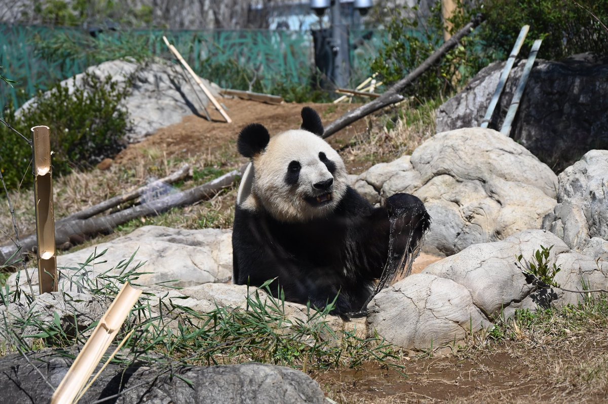 なんか(இдஇ`｡)
写真に洋服着せたり凄くたのしかったのに……。
急にふと寂しさが襲ってきた😭
寂しいよぉ

やばいやばい🥹
真ちゃんの珍しい入浴シーンで心を整えよう

#シャオシャオ
#レイレイ
#上野の子パンダ