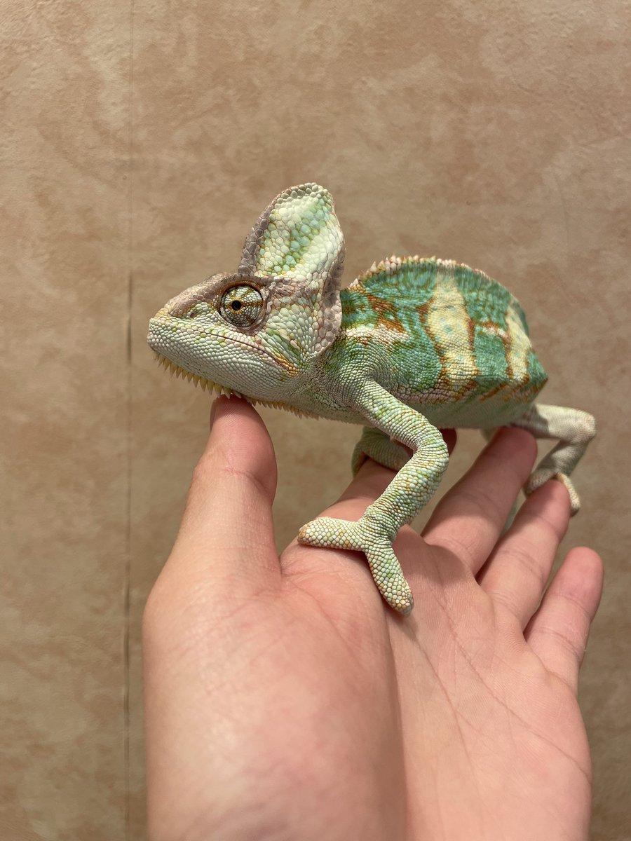 【お迎え報告】

ふれあい大人気だったエボシカメレオンくんお迎え決まりました！！🦎
とても大きい子で人慣れしているのですが、ご飯を食べるのがちょっと苦手な可愛い子です😍笑
新しいお家でも元気でね！
#Ricky
#エボシカメレオン
#爬虫類
#おめでとう